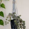 Suspension pour plantes en macramé, de couleur bleu et beige