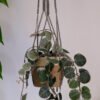 Suspension pour plantes en macramé, fil de couleur vert foncé et marron